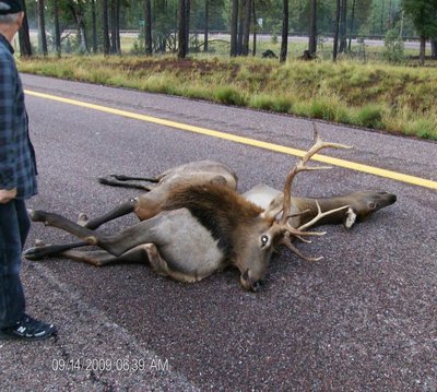 ELK 3.jpg